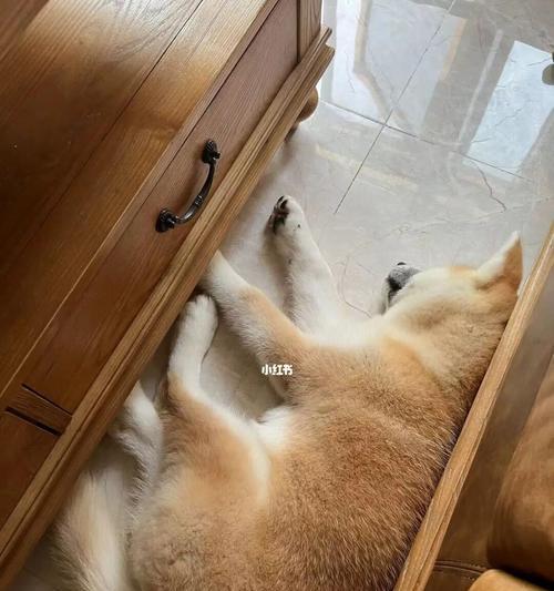 秋田犬（了解秋田犬的睡眠习惯与原因）