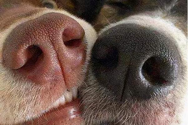小狗鼻子上起疙瘩，这些药能帮助它恢复健康！（针对小狗鼻子上的疙瘩，你需要了解这些药物及其用途。）