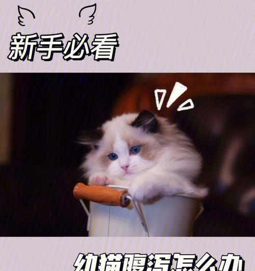 猫咪不停拉稀怎么办？原因分析与应对策略（解决宠物猫咪拉稀问题的有效方法）