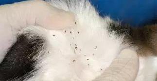 宠物猫咪的定期护理与寄生虫防治（如何正确洗澡、清理耳朵和剪指甲，预防猫咪感染寄生虫）