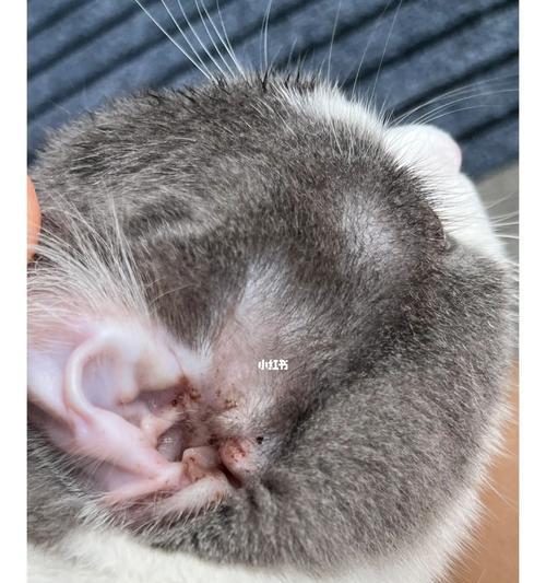 猫咪耳朵清洁方法，西瓜霜喷剂是个好帮手！（宠物健康必不可少的耳朵护理，这种喷剂很实用！）