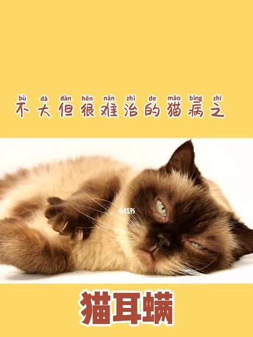 彻底清除猫咪耳螨，宠物的健康保障（解决猫咪耳朵瘙痒问题，重要性与方法）