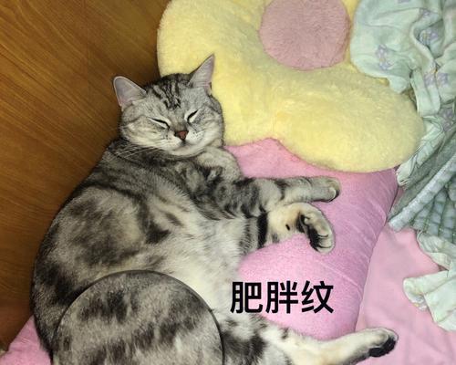 如何帮助宠物猫减肥（了解猫咪肥胖等级，科学减重）