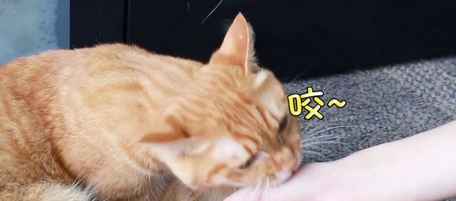 揭秘猫咪舔人的真实含义（猫咪的舔人行为是表达爱意还是其他原因？）