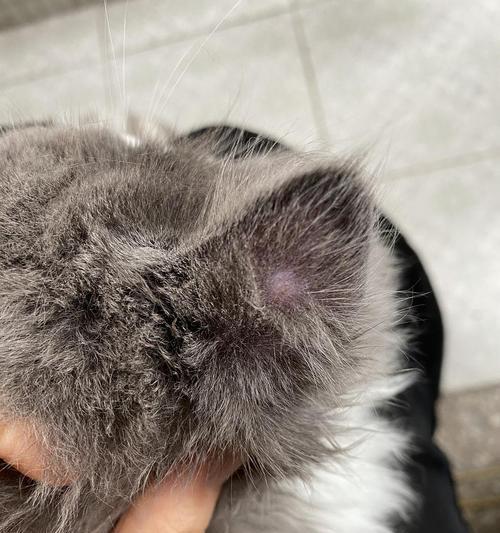 如何解决猫咪毛上的小疙瘩问题？（如何清理猫咪毛上的硬疙瘩，保持宠物健康）