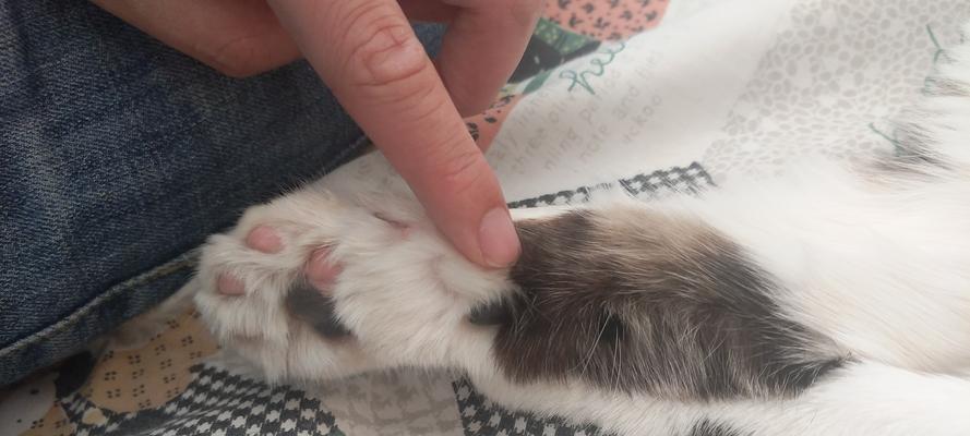 如何解决猫咪毛上的小疙瘩问题？（如何清理猫咪毛上的硬疙瘩，保持宠物健康）
