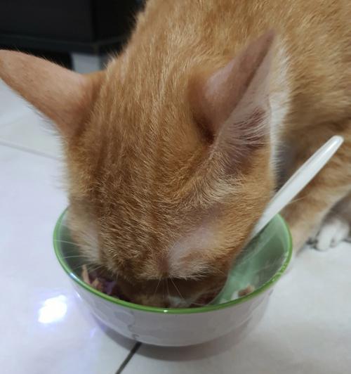 猫咪少食多餐（让你的宠物健康饮食，从选择猫粮开始）