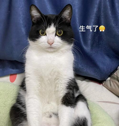 揭秘猫咪生气的表现（宠物主人必看，了解猫咪的心情变化！）