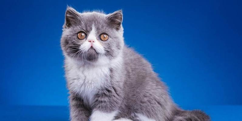 揭秘的猫咪品种——美国短毛猫（了解这个可爱、亲人的小家伙，让你的生活更加丰富多彩！）
