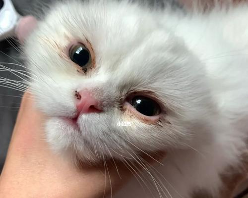 猫咪为什么会有泪痕？（探究泪痕的成因及如何解决）