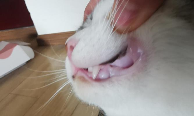 猫咪牙龈白色肿大——预示着的健康问题（如何照顾猫咪的口腔健康？）