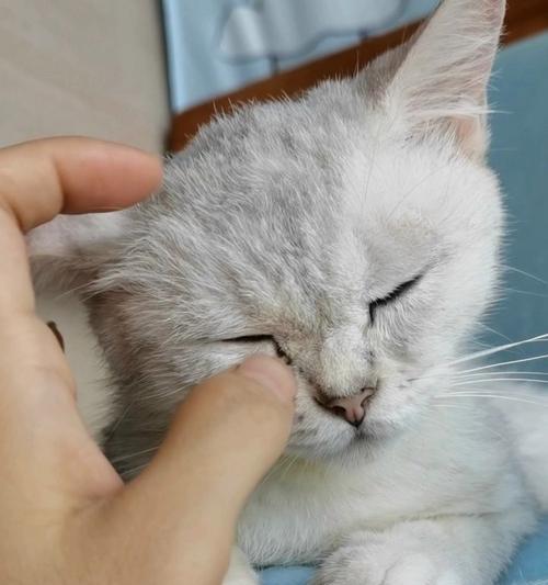解决宠物猫咪眼屎问题（如何清理猫咪眼屎，预防猫咪眼部感染）