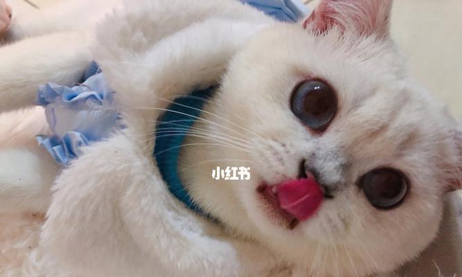 为什么猫咪总是舔嘴唇？（探究猫咪舔嘴唇的原因及解决方法）