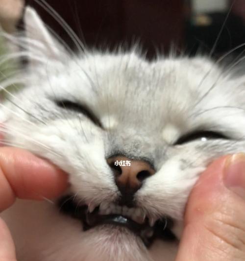 猫咪口臭是如何形成的？（了解宠物口臭的原因，让猫咪健康更长久）