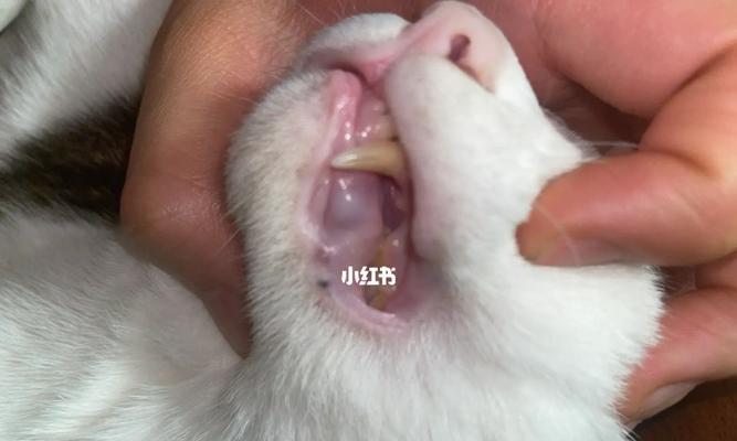 猫咪嘴角溃烂，如何治疗？（宠物猫口腔溃疡的处理方法与注意事项）