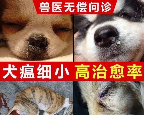 犬瘟病晚期（掌握犬瘟晚期症状，为宠物做好福利安排）