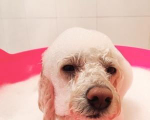 小狗洗澡全攻略（以小狗态洗澡图片，让宠物洗澡更省力省心）