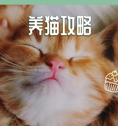 小猫驱虫的正确时间（以宠物为主，让你的小猫健康成长）