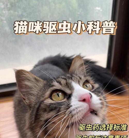 小猫驱虫的正确时间（以宠物为主，让你的小猫健康成长）