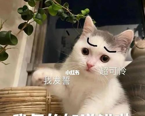 小猫咪洗澡全攻略（宠物猫洗澡注意事项，让小猫咪快乐洗澡）