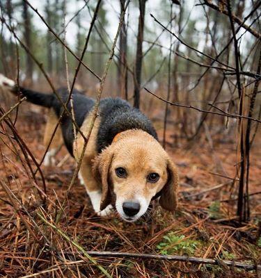 训练优秀猎兔犬的秘诀（以宠物为主，从基础训练到高级技巧全面掌握）