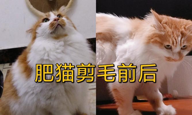 小心剃刀！猫咪也需要修剪毛发！（猫咪可以剪毛吗？自己给猫咪剪毛需要注意什么？）