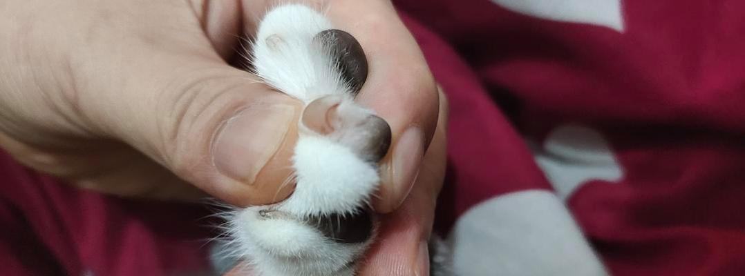 狗狗指甲为什么是白色的？（探究狗狗指甲的形成、结构和变化）