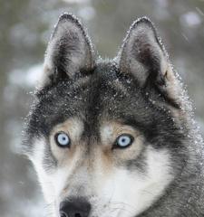 为什么狗狗蓝色的眼睛会变成灰色？（探究狗狗眼睛颜色的变化原因，了解宠物健康常识。）