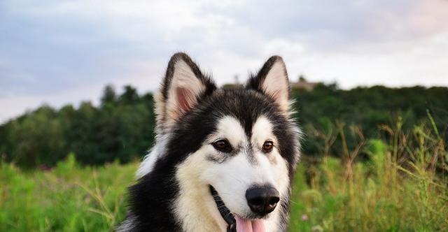 为什么狗狗蓝色的眼睛会变成灰色？（探究狗狗眼睛颜色的变化原因，了解宠物健康常识。）