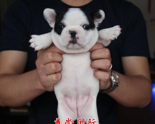 狗狗遭遇斗牛犬撞击后的牙齿受损处理方法（狗狗牙齿掉了松动怎么办？教你几个有效的方法）