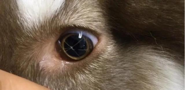 狗狗眼珠肿变白，怎么办？（了解狗狗眼睛疾病，保护宠物健康）