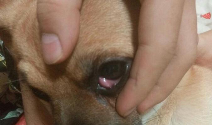 狗狗眼珠肿变白，怎么办？（了解狗狗眼睛疾病，保护宠物健康）