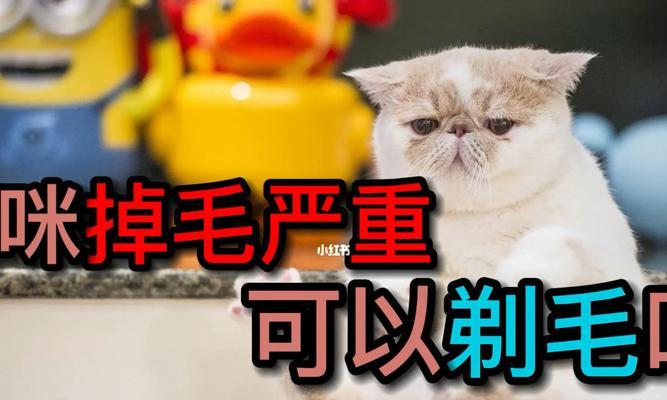 换季猫咪掉毛的原因与应对方法（让宠物过好换季生活，猫咪掉毛不再烦恼）