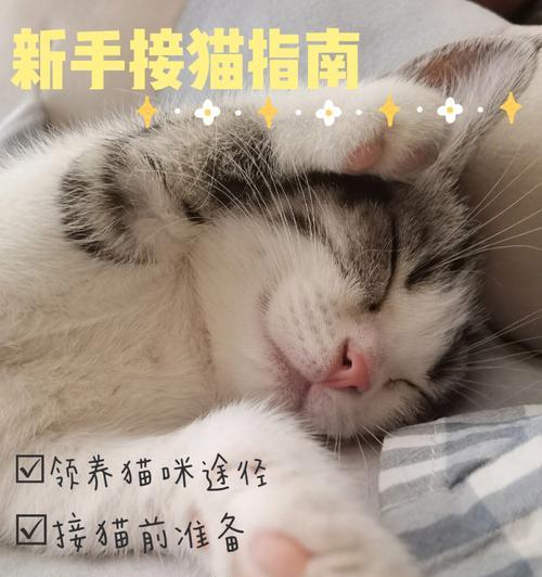 如何满足领养猫咪的条件（宠物猫咪的领养条件详解）