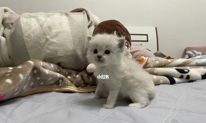 如何满足领养猫咪的条件（宠物猫咪的领养条件详解）