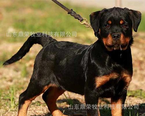 罗威纳犬的饮食需求与建议（罗威纳犬的饮食量及饮食习惯详解）