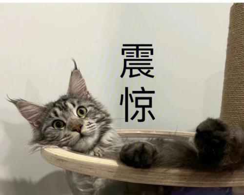 猫咪的好奇心（解密猫咪洗澡的时间和注意事项）