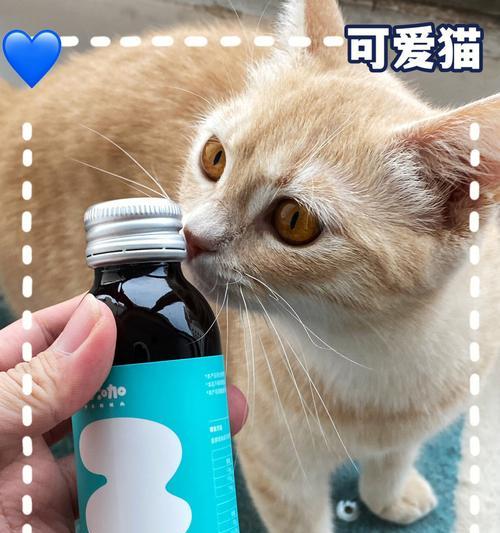 猫咪补血大法，食补为王！（探寻猫咪补血的秘密，这些食物不能错过！）