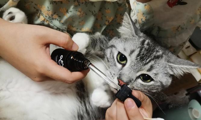宠物猫咪耳朵清洁全攻略（如何帮助猫咪清理耳朵？教你正确操作）