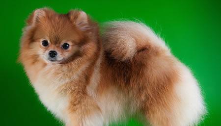 TheUltimateGuidetoNamingYourPomeranianDog（ExploreTrendyandUniqueEnglishNamesforYourBelovedPet）