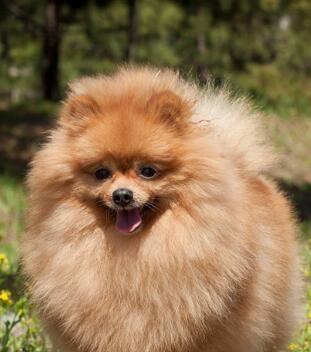 TheUltimateGuidetoNamingYourPomeranianDog（ExploreTrendyandUniqueEnglishNamesforYourBelovedPet）