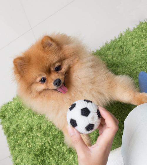 博美幼犬的饮食与睡眠（小犬吃了就睡）