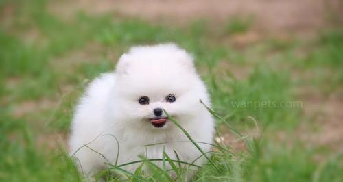 从幼犬到成熟犬，探秘博美的性成熟过程（以博美幼犬几个月性成熟为例）