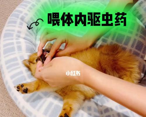 如何使用驱虫药给博美幼犬清除寄生虫？