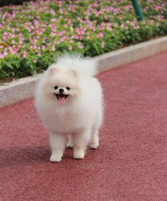 博美幼犬三十天（从陌生到熟悉）