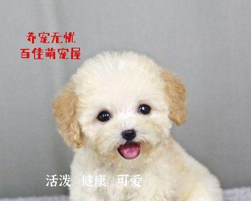 博美幼犬睡觉抽搐，你需要知道的一切（宠物常见问题解析）