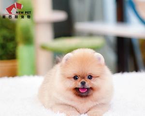 博美幼犬为什么总是尿在屁股上（探究博美幼犬尿在屁股上的原因及解决方法）