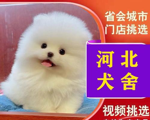 如何治疗博美幼犬嘴臭（探究原因）