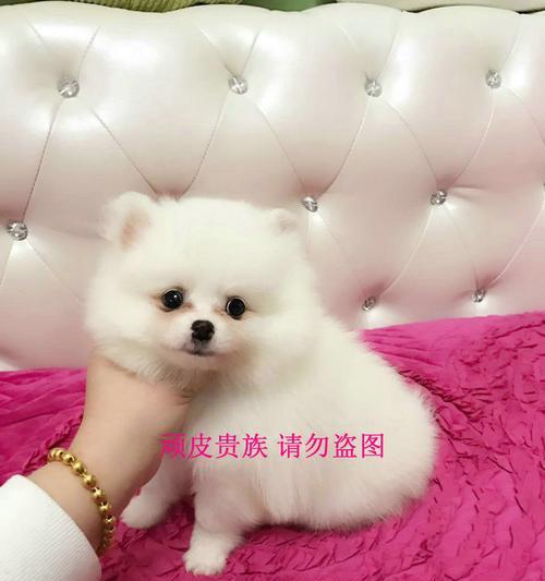 以博美幼犬的饲养期（了解博美幼犬成长规律）