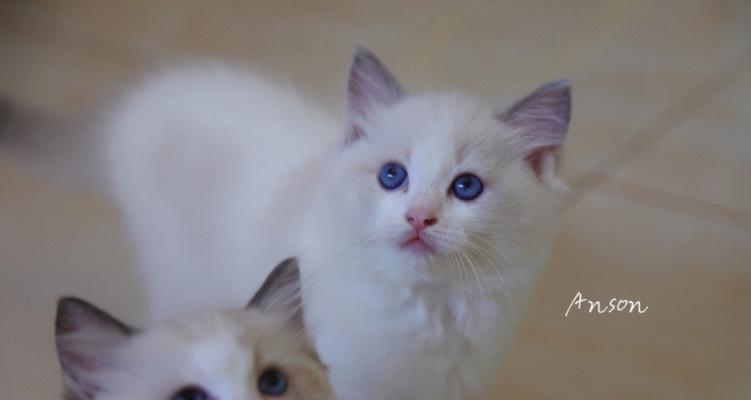 布偶幼猫的饮食管理指南（为您的宠物猫提供均衡）